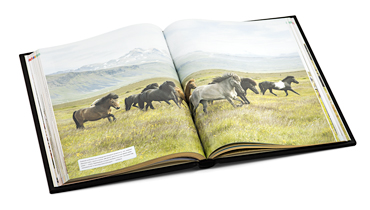 Подарочные книги «Лошади». - купить в Москве